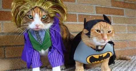 Funny Cats Costume Ever Animals Amazing Latest Pictures Funny And