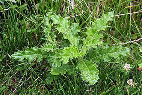 Waging War In The Garden Against Weeds Dengarden