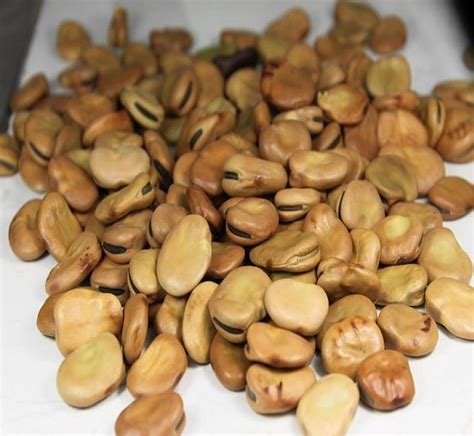 Dry Fava Beans For Salenetherlands Price Supplier 21food