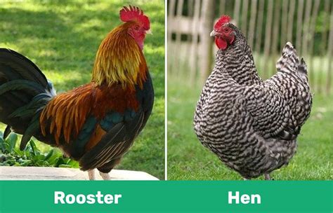 Roosters Vs Hens Whats The Difference With Pictures Pet Keen