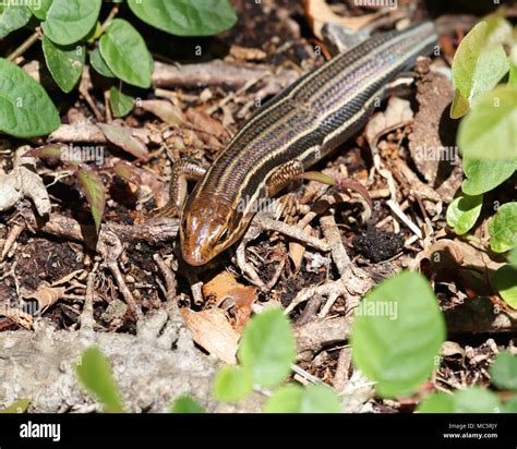 The Back Of Both The Juvenile And The Female Broadhead Skink Is Long