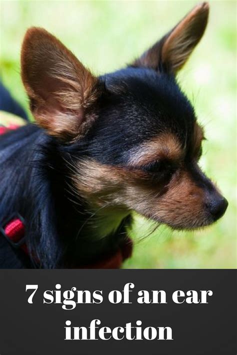 Seven Signs Of An Ear Infection Dogs Monthly Ear Infection Dogs