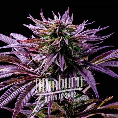 Rainbow Kush Buy Cannabis Seeds Free Shipping