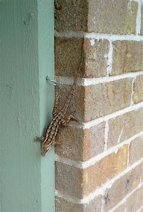 Texas Spiny Lizard Herps Of Travis County · Inaturalist