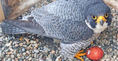 Uc Berkeley Peregrine Falcons Lay First Egg Of 2021 Breeding Season
