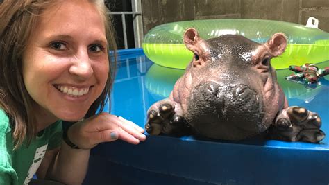 What Its Like To Take Care Of A Baby Hippo