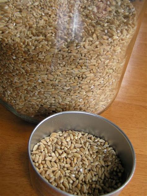 We weigh the pros and cons here. A Life Unprocessed: Homemade Kitty Litter Scoopable Wheat ...