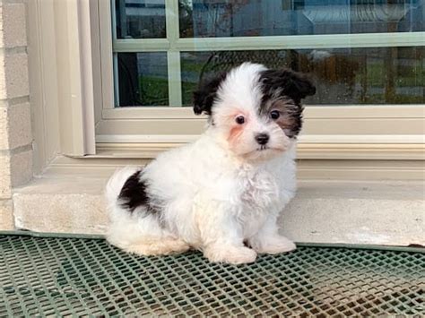 We breed havanese puppies that are available for adoption. Havanese Puppies For Sale & Breeders in Cincinnati Ohio ...