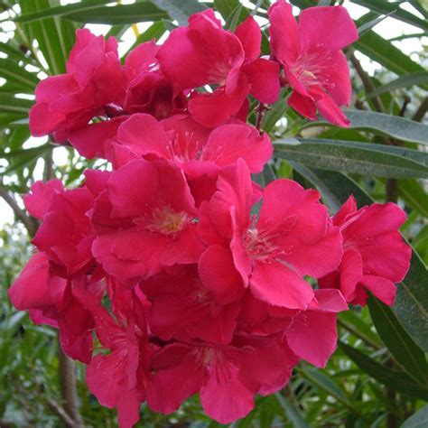 Nerium Red Double Flowering Shrubs Exotic Flora