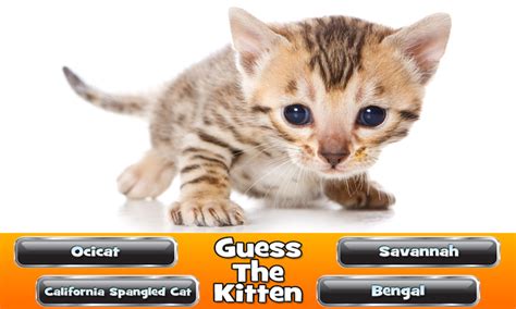 Guess The Kitten Breed Trivia Game Uk Appstore For Android