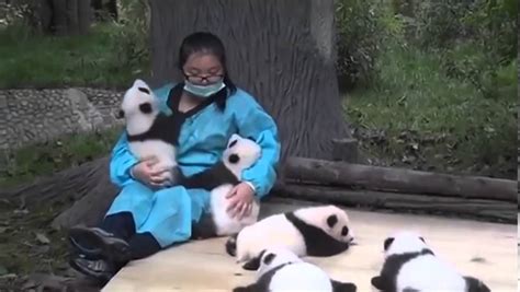 Panda Hugging Is A Job Best Sweet Thing Ever Youtube
