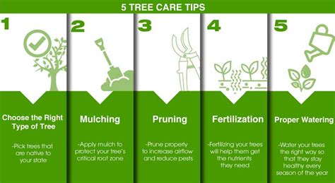 Tree Care Tips For Thriving And Healthy Trees All Year Long