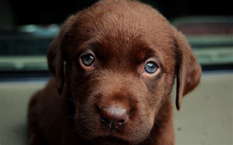 1121736 Animals Dog Nose Puppies Labrador Retriever Puppy Mammal