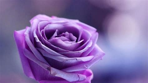 Purple Rose Wallpapers Images Photos Pictures Backgrounds