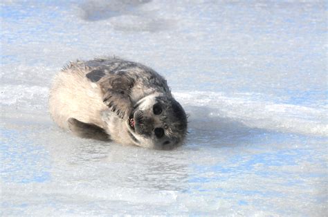 Wwf Shoveling Snow To Save Finlands Saimaa Ringed Seal Wwf