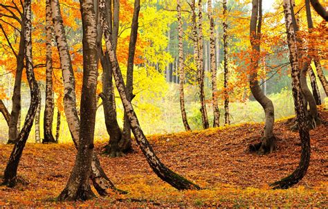 Wallpaper Autumn Forest Trunks Foliage Birch Birch Grove Golden