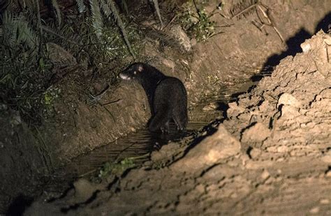 Otter Civet At Deramakot Sabah Mammals Of Borneo