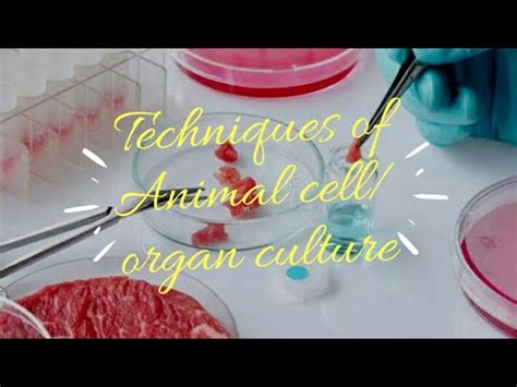 We did not find results for: Techniques of Animal cell or organ culture - YouTube