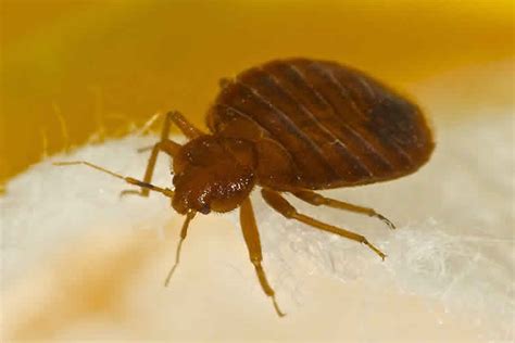 How To Prevent And Eliminate Bed Bugs And Health Risks