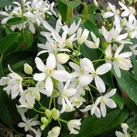 Clematis Armandii Fragrant Evergreen Spring Flowering Clematis Pack