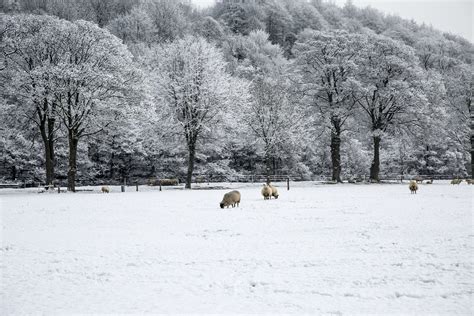 Winter Landscape Free Stock Photo Public Domain Pictures