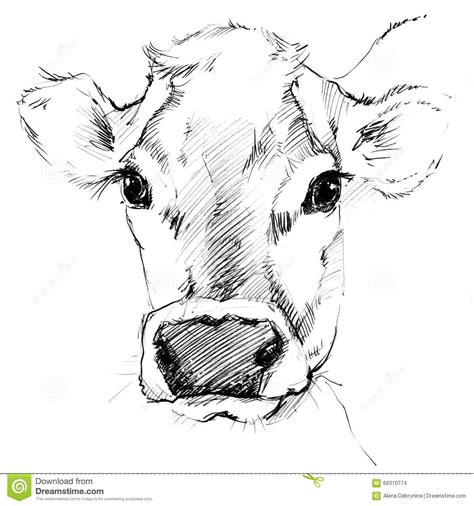 Pin By Carolyn Wood On Bauernhof Tiere Malen Cow Drawing Cow Sketch