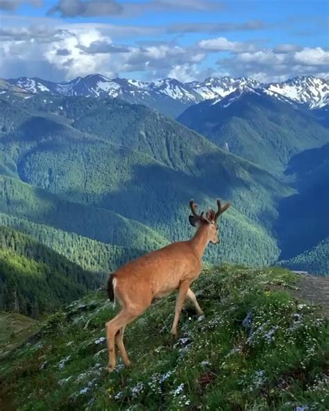Olympic National Park Video In 2020 Nature Animals Animals Animal