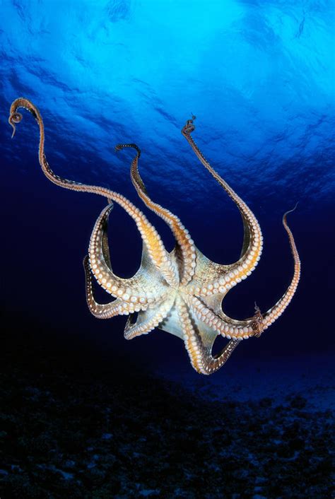 Hawaii Day Octopus By Dave Fleetham Printscapes