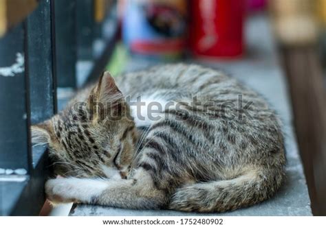 Sleepy Cat Indonesian Domestic Cats That Stock Photo 1752480902