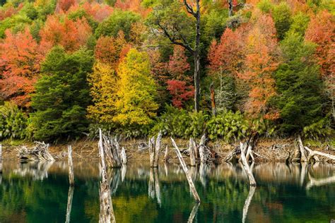 Nature Landscape Lake Fall Colorful Forest Trees Shrubs Dead Trees