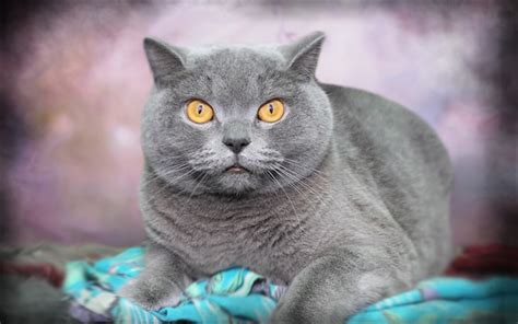 Download Wallpapers British Shorthair Gray Cat Big Eyes Pets Cats