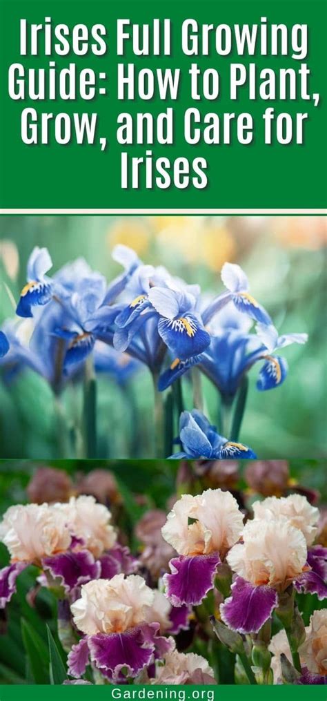 Unique And Distinctive Irises Are A Must Have For Any Perennial Or