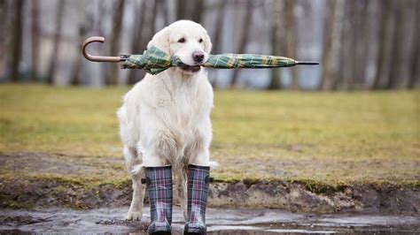 How To Train Your Dog To Go In The Rain Vita Bone