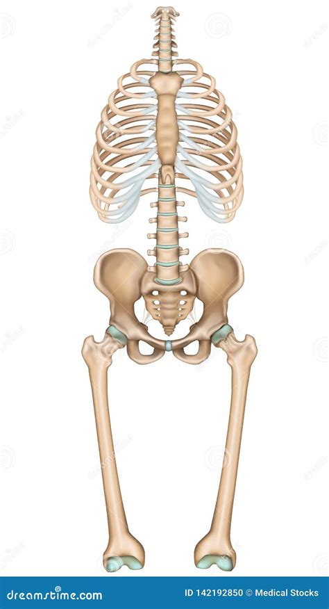Anatomy Pelvis And Thorax Medical Illustration On White Background
