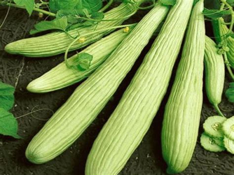 50 Dark Green Armenian Cucumber Seeds Honest Seed Co