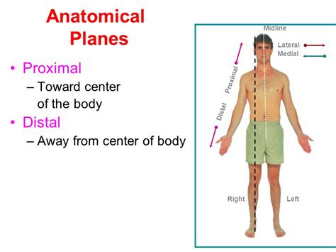 Proximal E Distal Anatomia