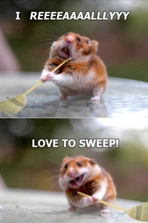 45 Funniest Hamster Memes Haileys Hamsters