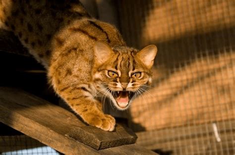 The Rusty Spotted Cat Is The Smallest Wild Cat In The World