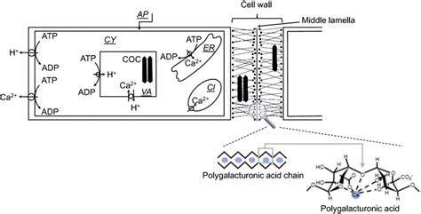 Schematic Illustration Of Two Adjacent Cells And Localization Of Ca²