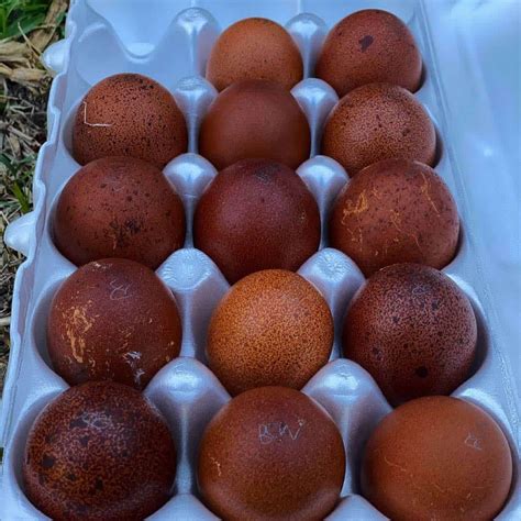 Black Copper Marans History Appearance Eggs And Care