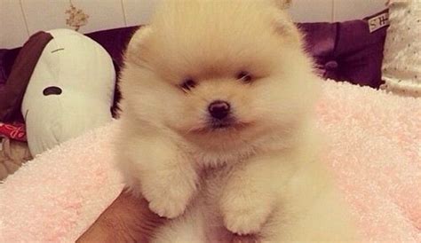 Heres The 12 Fluffiest Puppies Who Ever Lived Youre Welcome Cute