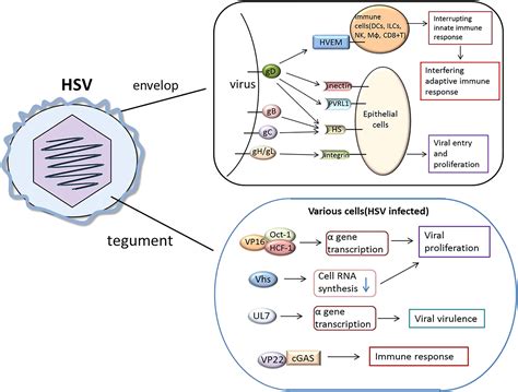 Characteristics Of Herpes Simplex Virus Infection And Pathogenesis