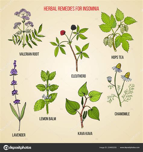 Best Herbal Remedies For Insomnia ⬇ Vector Image By © Foxyliam Vector
