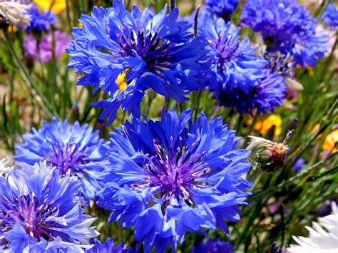 Centaurea Cynus Cornflower ‘blue Ball Higgledy Garden