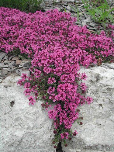 Red Creeping Thyme Thymus Praecox Coccineus Canada