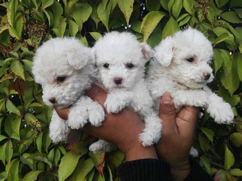 French Poodle Mini Toy 300000 En Mercado Libre