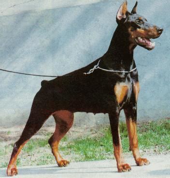 conozca la raza de perro doberman dobe dobie razas de perros de todo el mundo