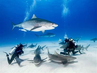 Tiger Sharks Shark Swim Swimming Diving Dive