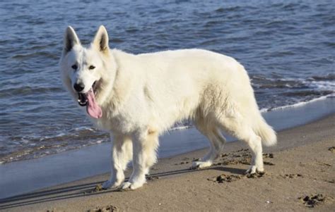 White German Shepherd Rarity Cost Temperament And More World Of Dogz