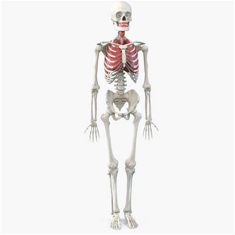 Human Male Skeleton 3d Model 149 3ds Fbx Obj Max Ma C4d Blend